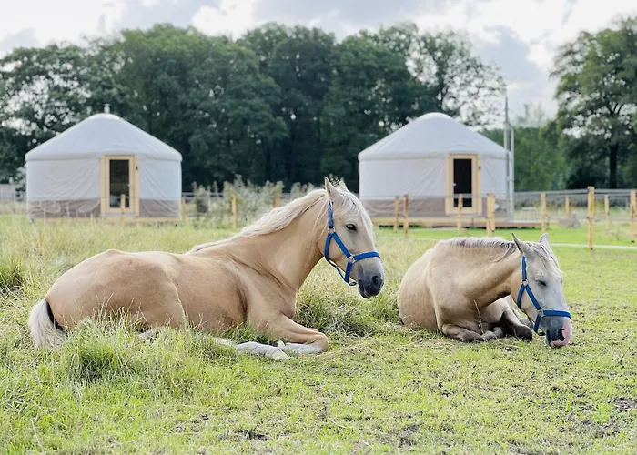 Magnolia Hoeve - Unieke Bestemming voor Paardenliefhebbers en Bijzondere Overnachtingen in de natuur