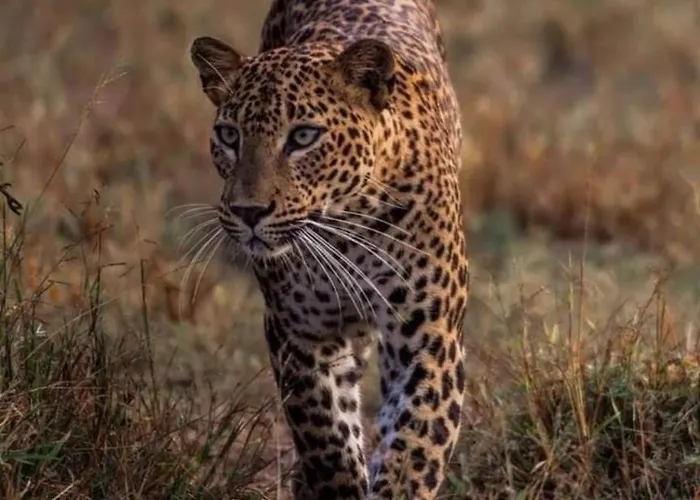 Yala Expeditions