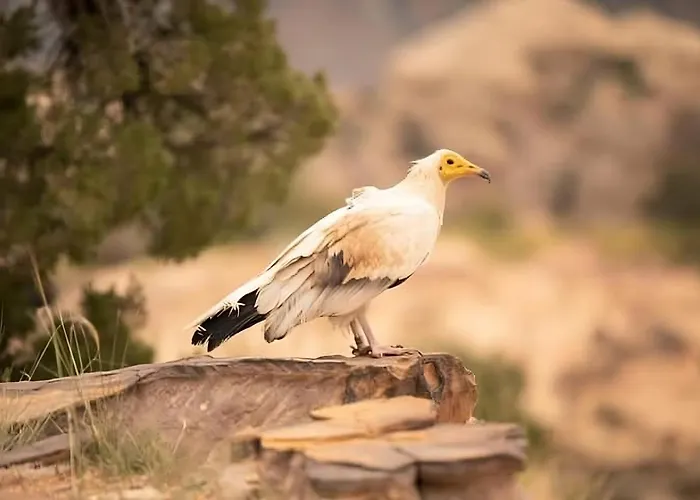 Alnwatif Gate Guest House Dana Nature Reserve