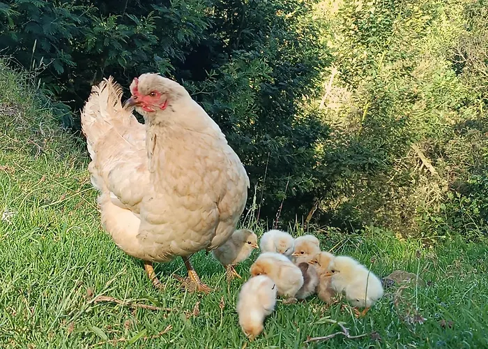 Arambha Ecovillage Farmstay
