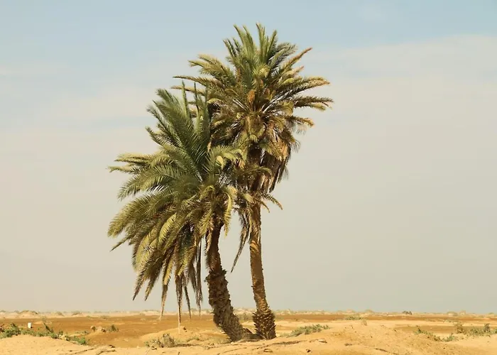 Nakhlat E'Taal Camp - نخلة التل كامب